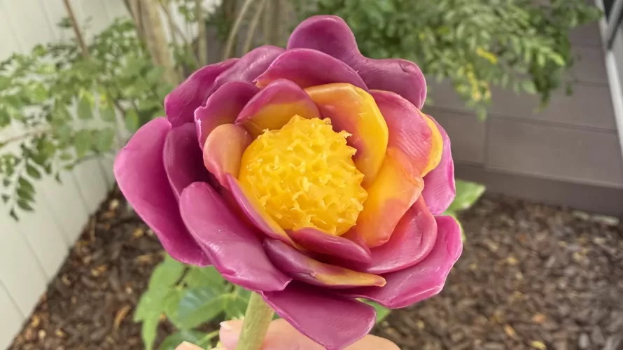 🌹アドベントカレンダー2025　グラパット／スペイン